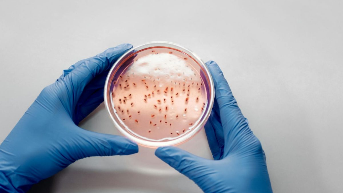 Edward Jenner via Pexels